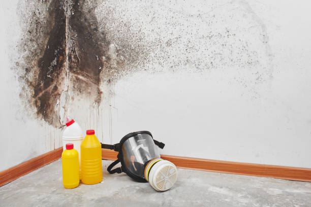 Best Commercial Mold Removal  in Warrenton, OR