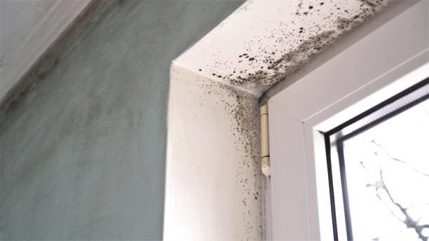 Best Attic Mold Removal  in Warrenton, OR