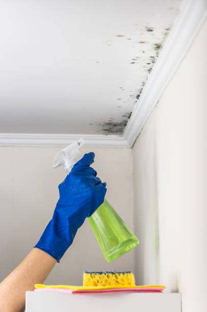 Best Mold Damage Repair  in Warrenton, OR